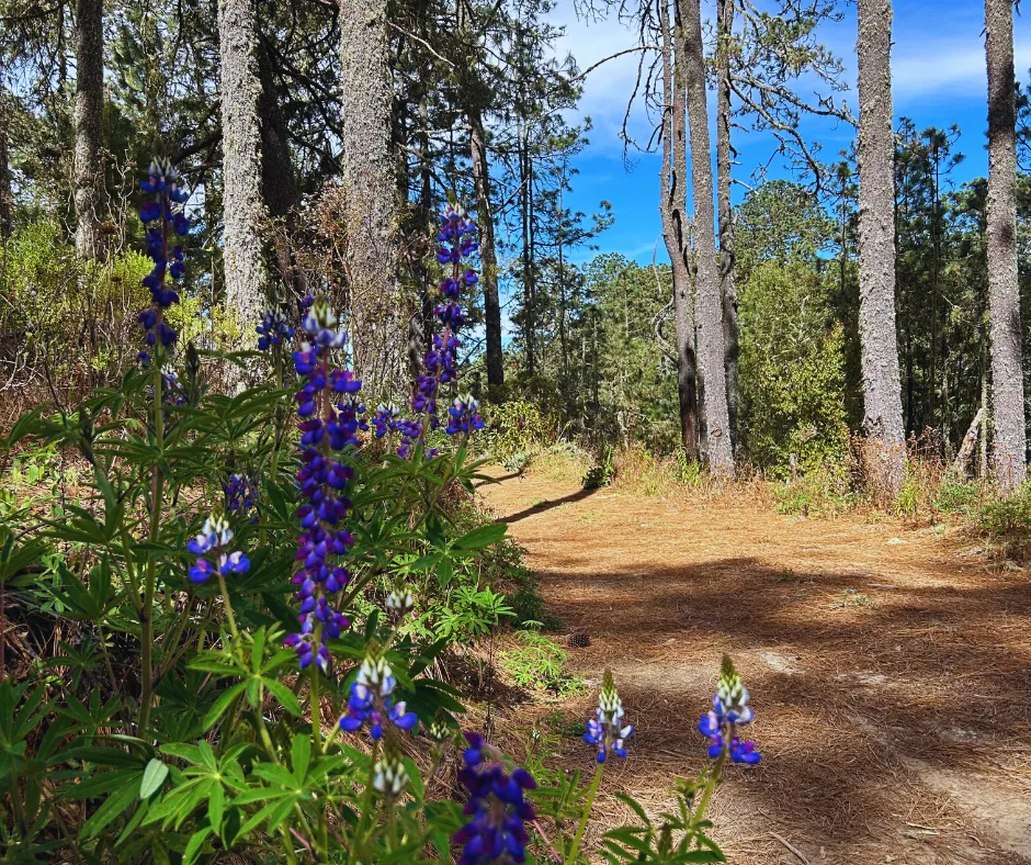 Purple wildflowers grow beside a sunlit dirt path in a pine forest, with tall trees and a blue sky visible in the background.
