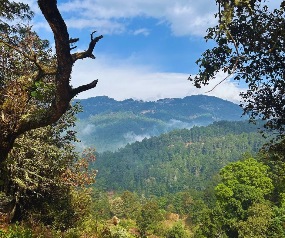 A scenic view of forested hills under a partly cloudy sky, with mist rising between the trees and a leafless branch in the foreground.