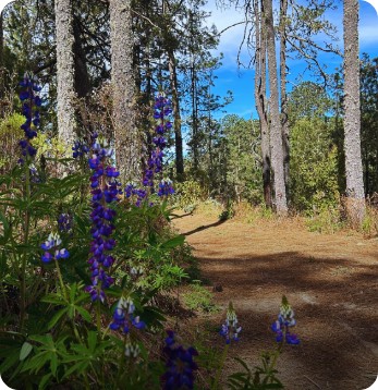 A dirt trail winds through a forest with tall trees and purple wildflowers in the foreground under a partly cloudy blue sky.